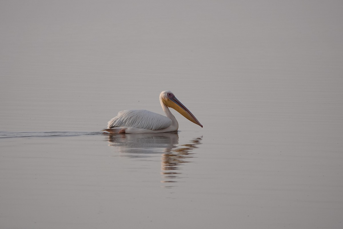 Great White Pelican - ML646341798