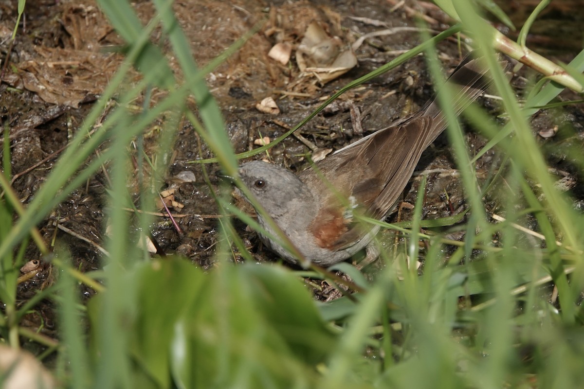 Swainson's Sparrow - ML646341807