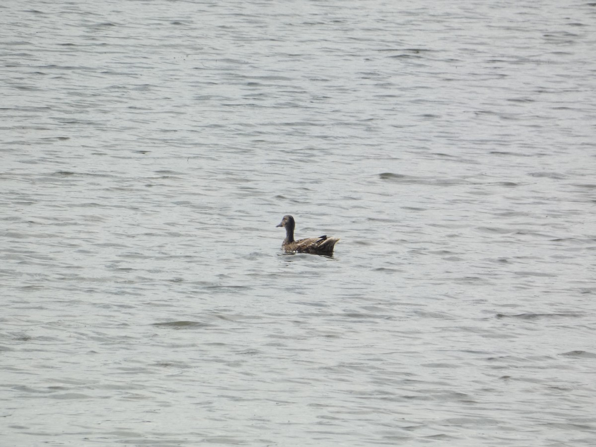 Крижень звичайний - ML646341808