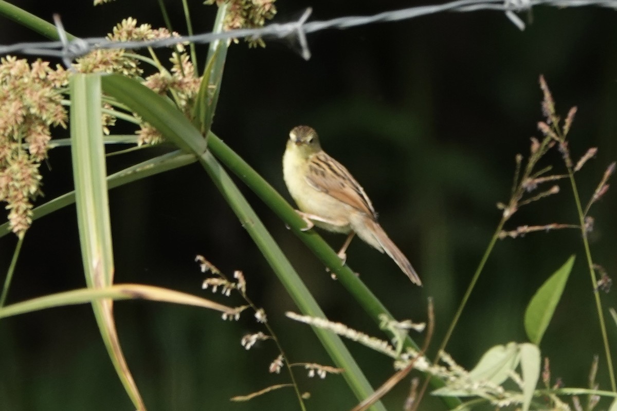 Rattling Cisticola - ML646341810