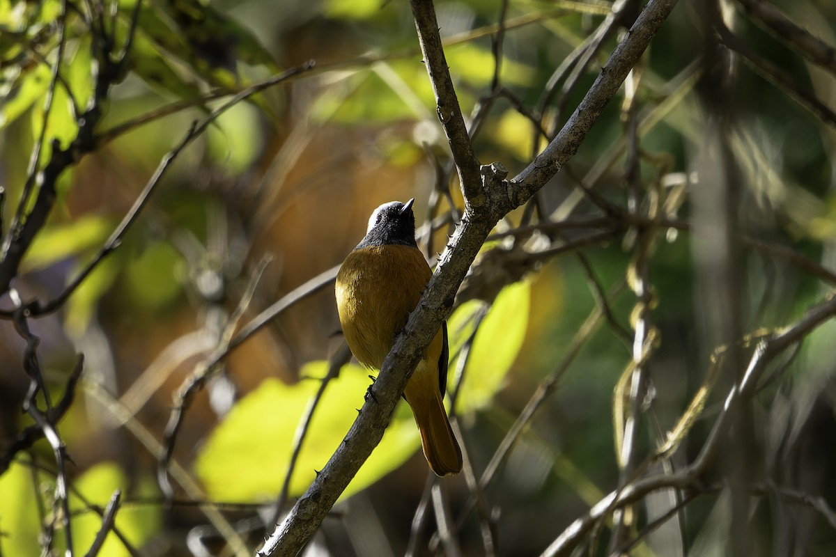 חכלילית סיבירית - ML646341813