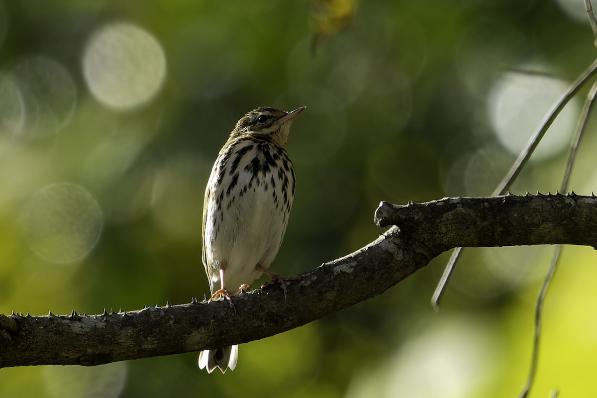 linduška olivová - ML646341817