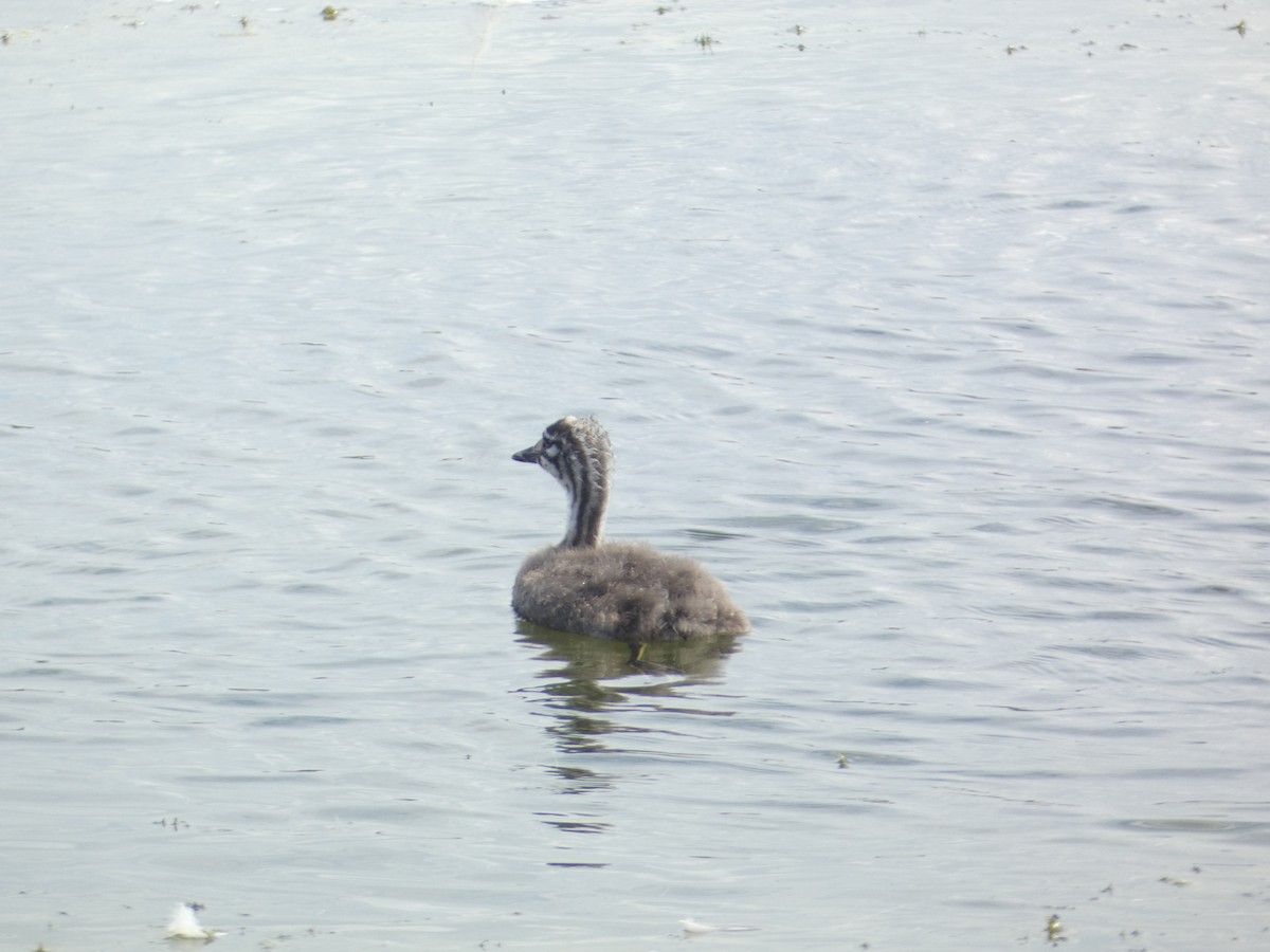 Пірникоза велика - ML646341818