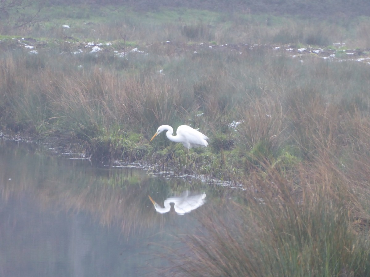 Чапля велика - ML646341821