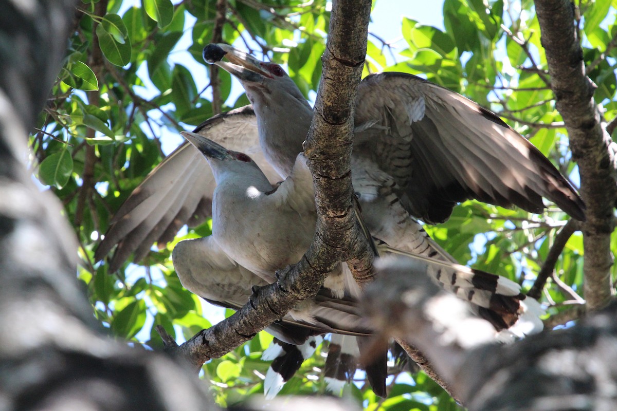 Зозуля-велет - ML646341822