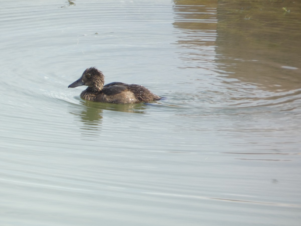 Курочка водяна - ML646341829