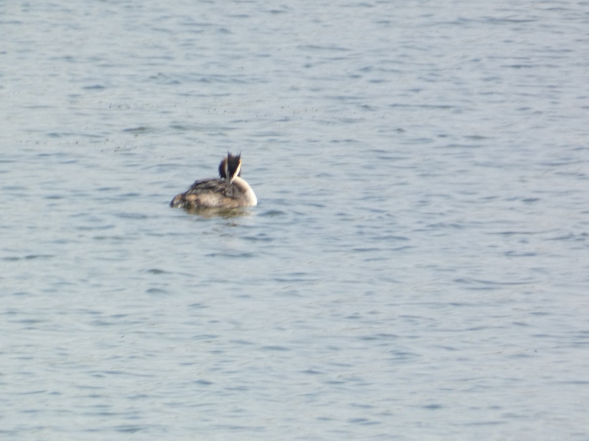 Пірникоза велика - ML646341830