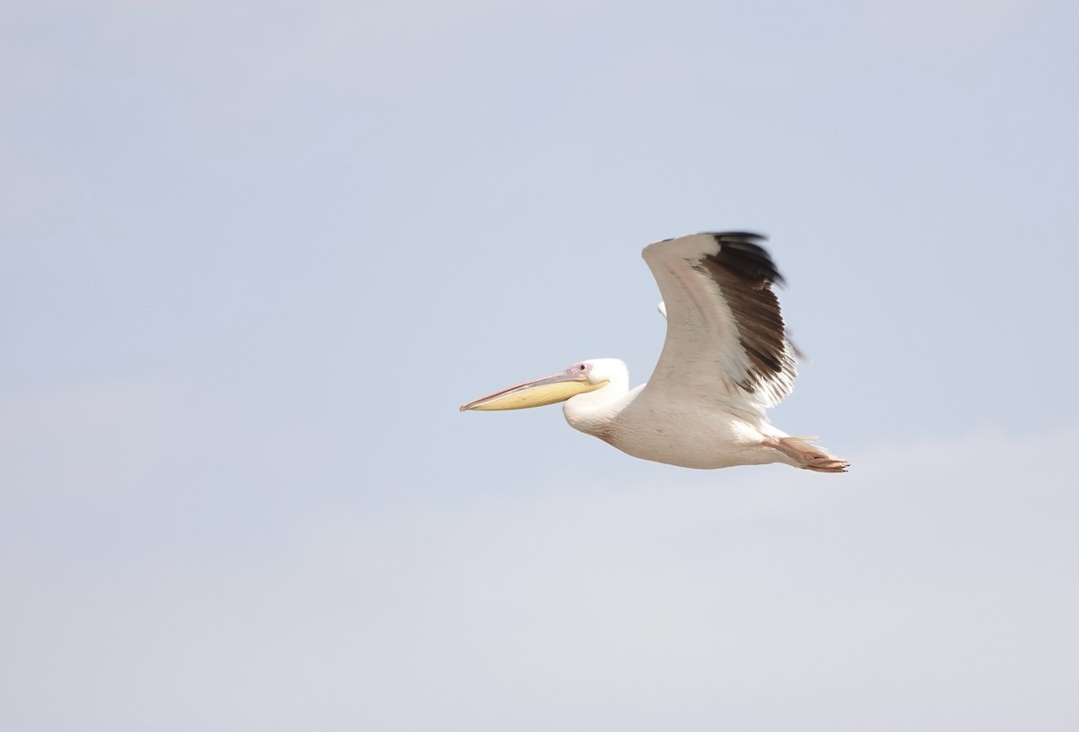 Пелікан рожевий - ML646341831