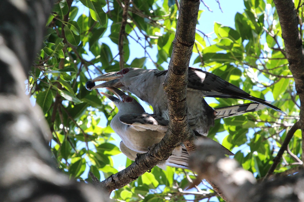 Зозуля-велет - ML646341832