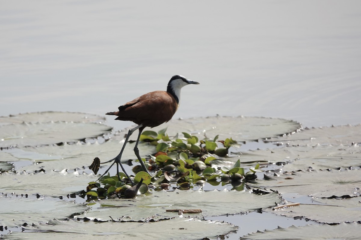 Якана африканська - ML646341833