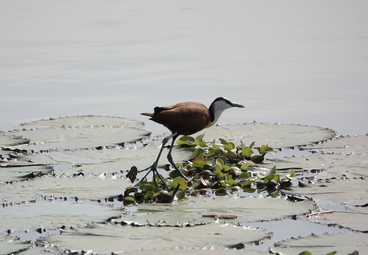 Якана африканська - ML646341834