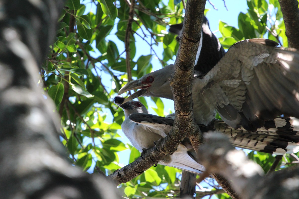 Зозуля-велет - ML646341835