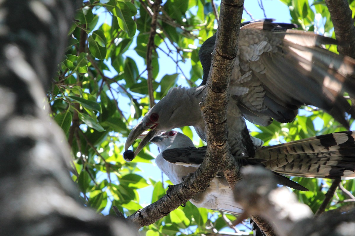 Зозуля-велет - ML646341836