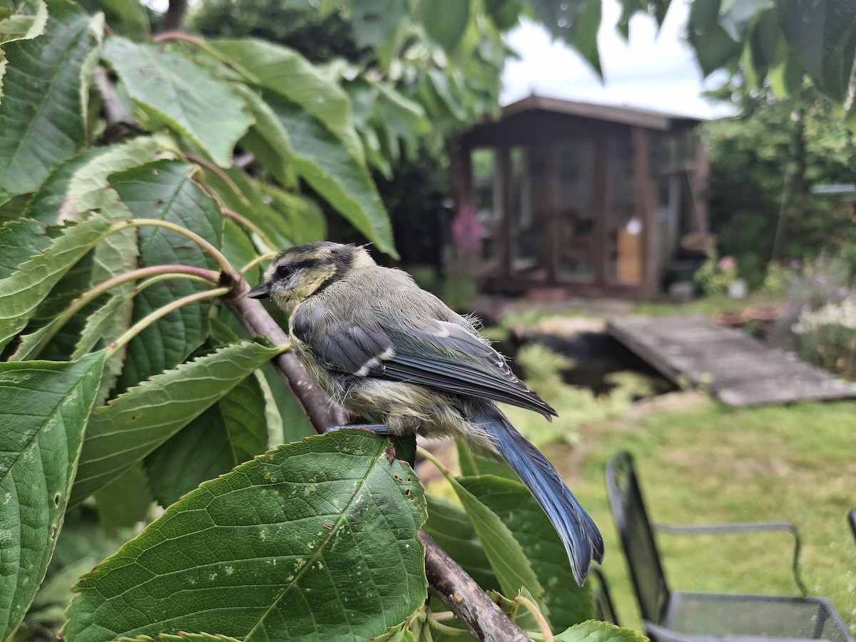 Синиця блакитна - ML646341837