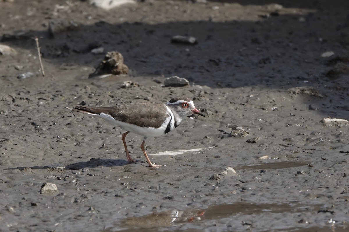 Пісочник білобровий - ML646341838