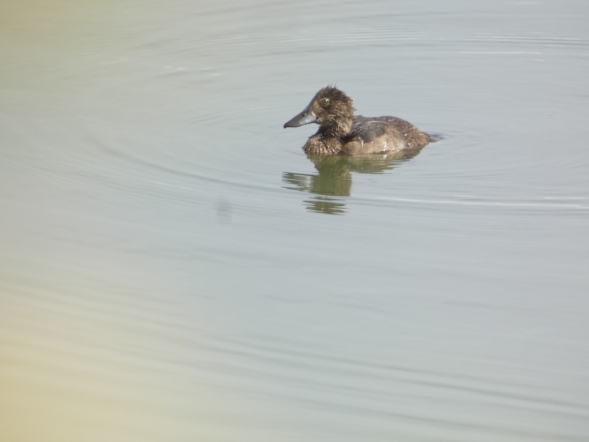 Курочка водяна - ML646341840