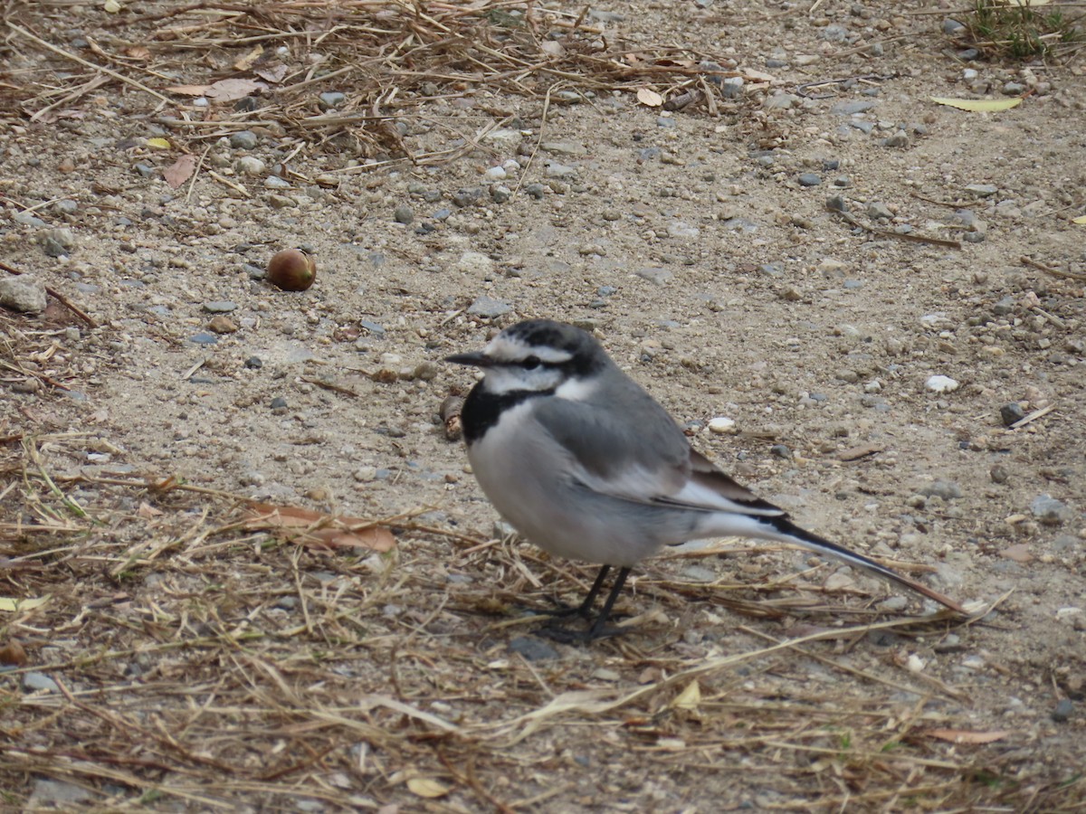 Плиска біла - ML646341841