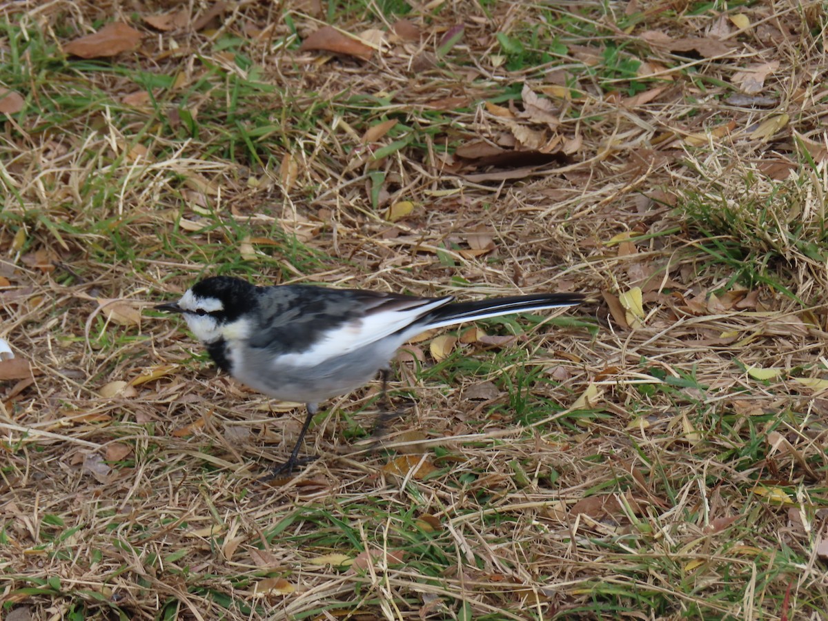 Плиска біла - ML646341842