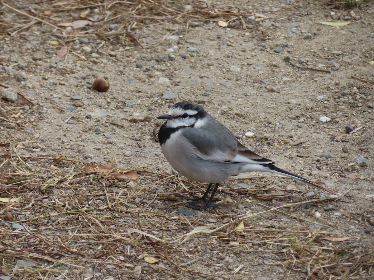 Плиска біла - ML646341843