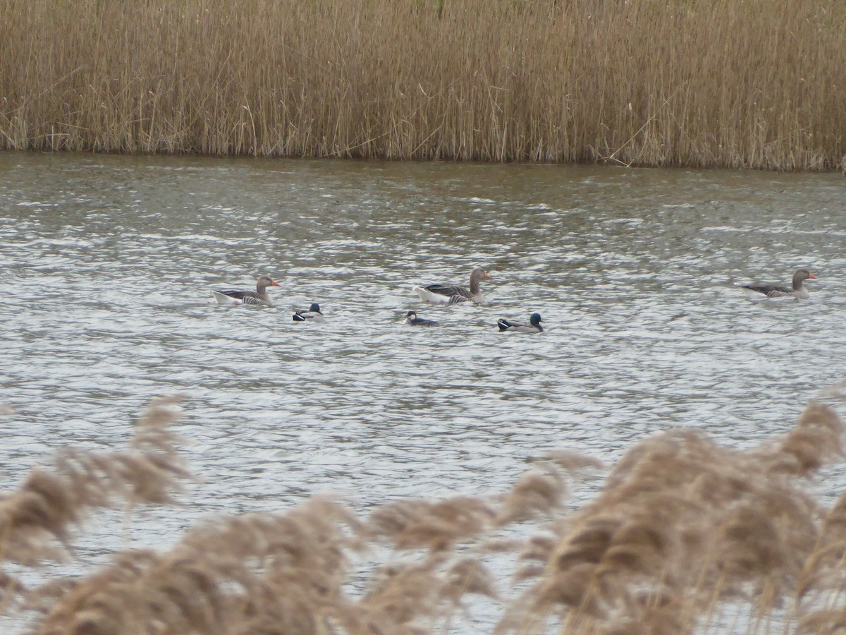 Крех малий - ML646341844