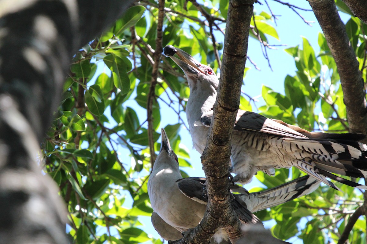 Зозуля-велет - ML646341846