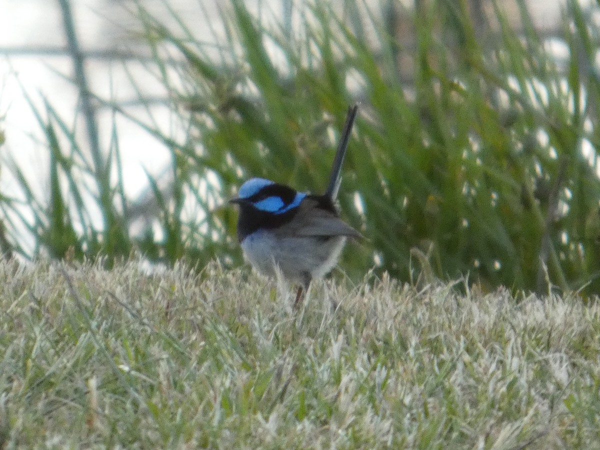 Superb Fairywren - ML646341848