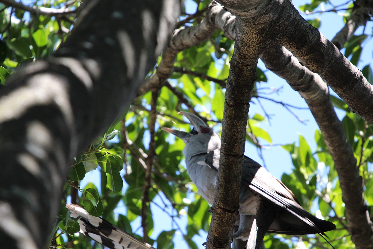 Channel-billed Cuckoo - ML646341849