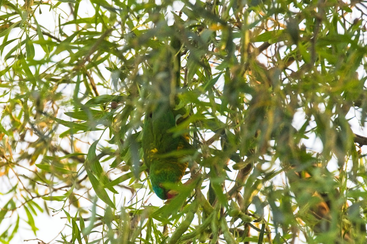 Scaly-breasted Lorikeet - ML646341852