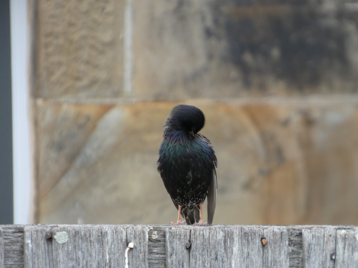 European Starling - ML646341853