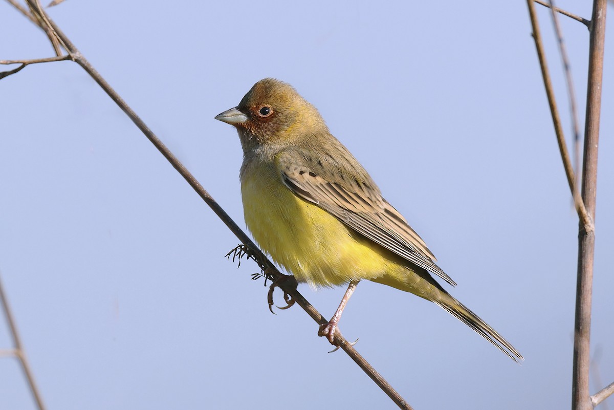 Red-headed Bunting - ML646341854