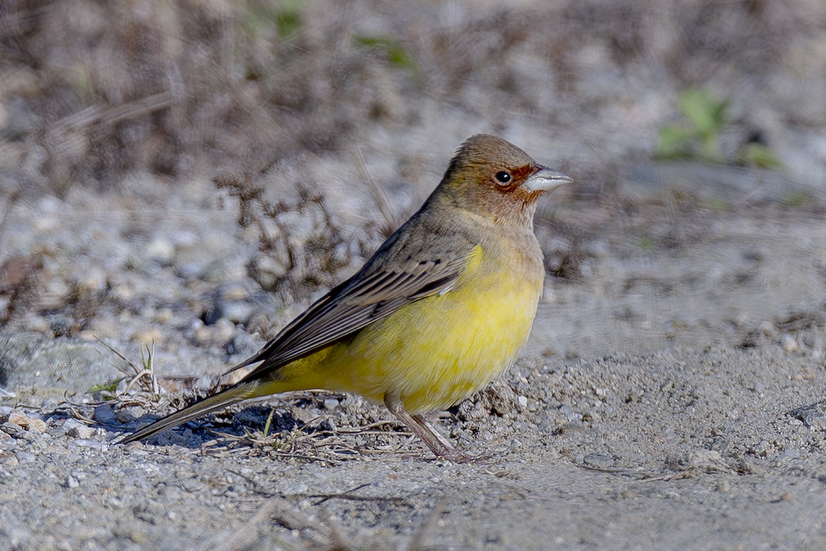 Red-headed Bunting - ML646341855