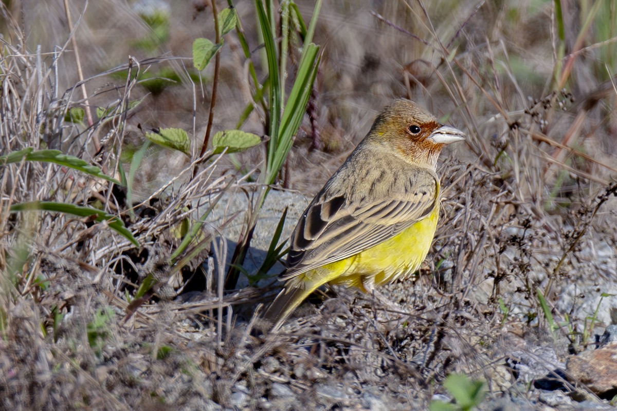 Red-headed Bunting - ML646341856
