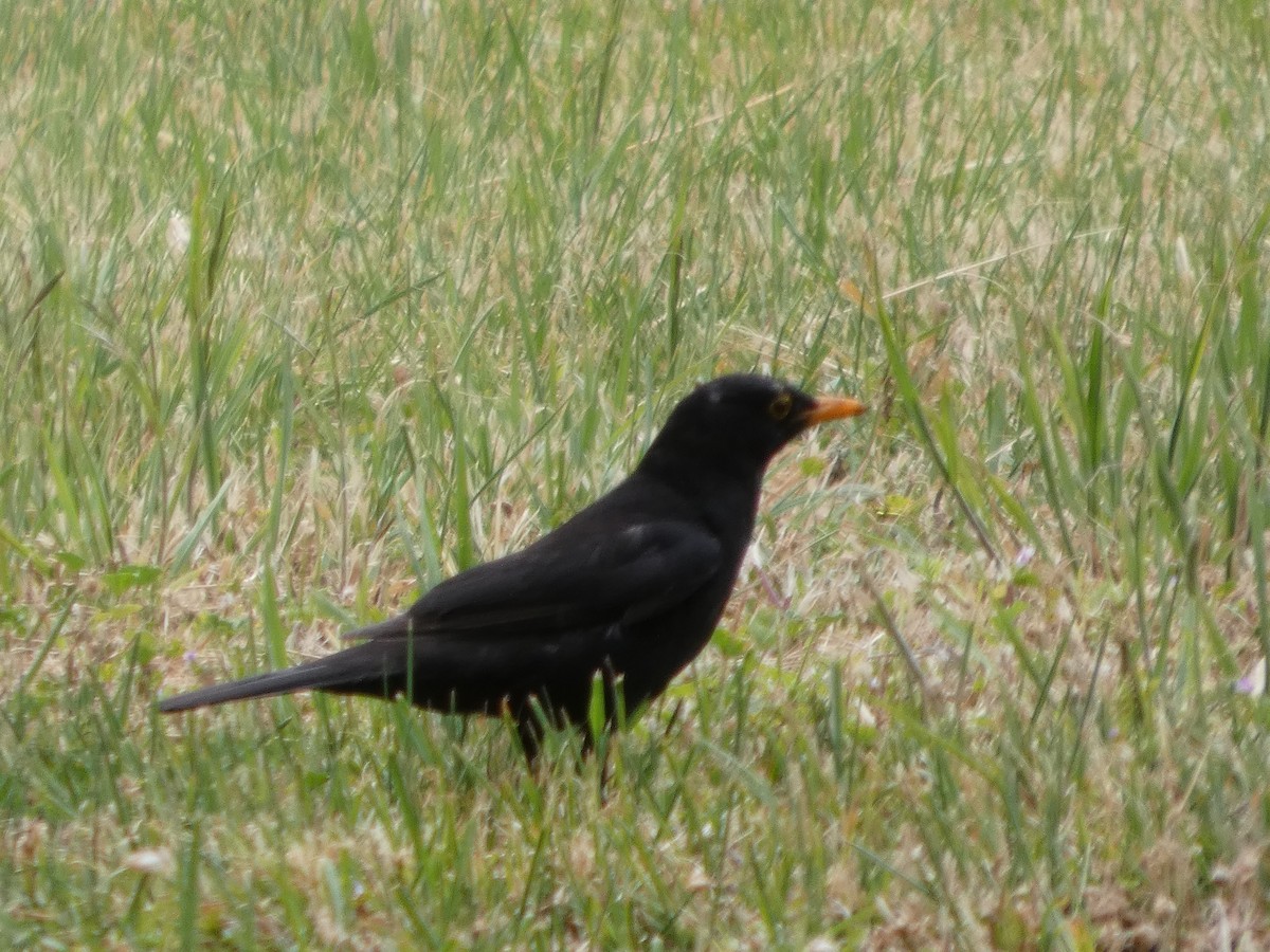 Eurasian Blackbird - ML646341857