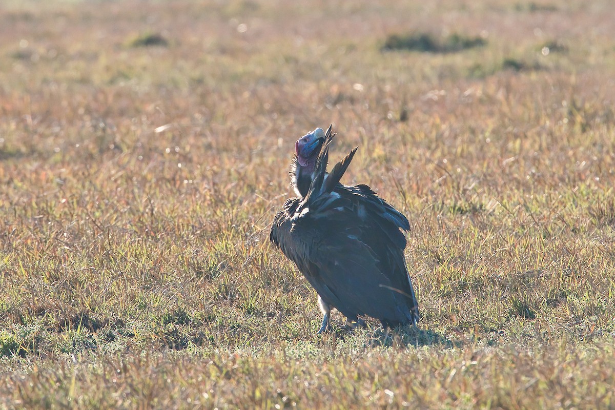 Lappet-faced Vulture - ML646341858