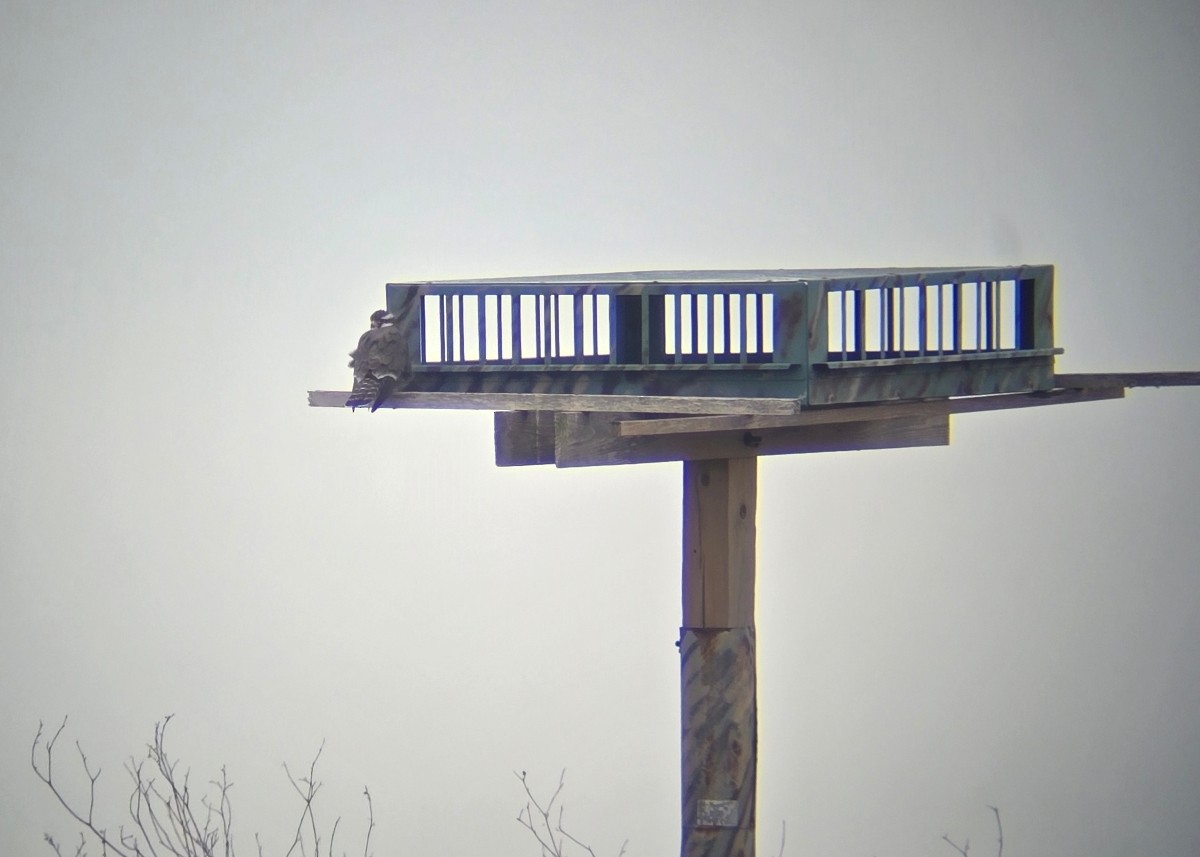 Aplomado Falcon - ML646341859