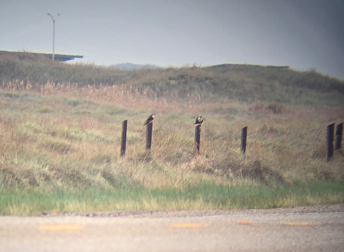 Aplomado Falcon - ML646341860