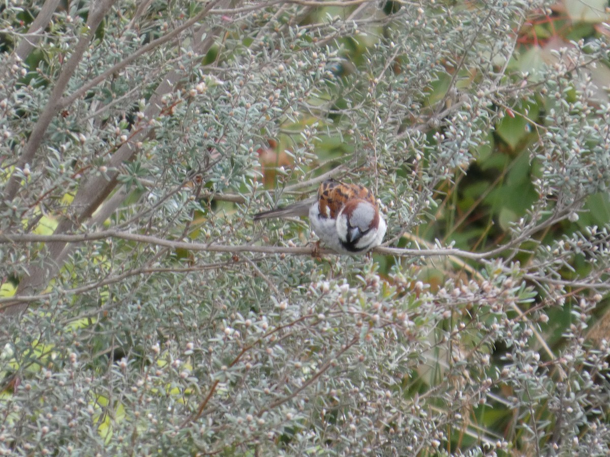 House Sparrow - ML646341861