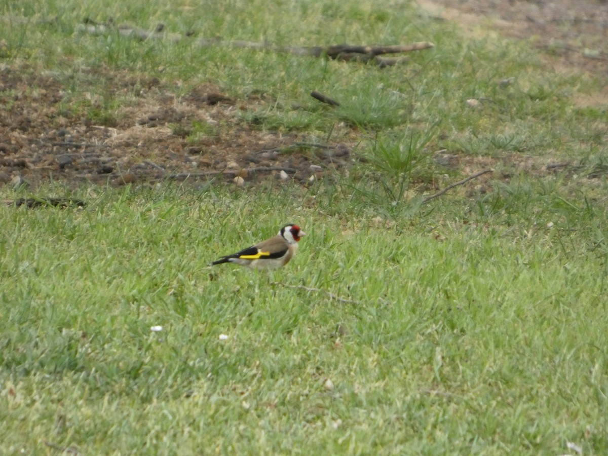 European Goldfinch - ML646341862