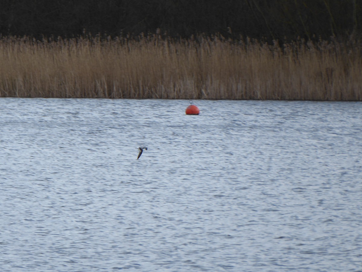 Little Gull - ML646341863