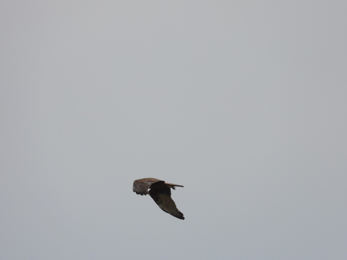 Swamp Harrier - ML646341865