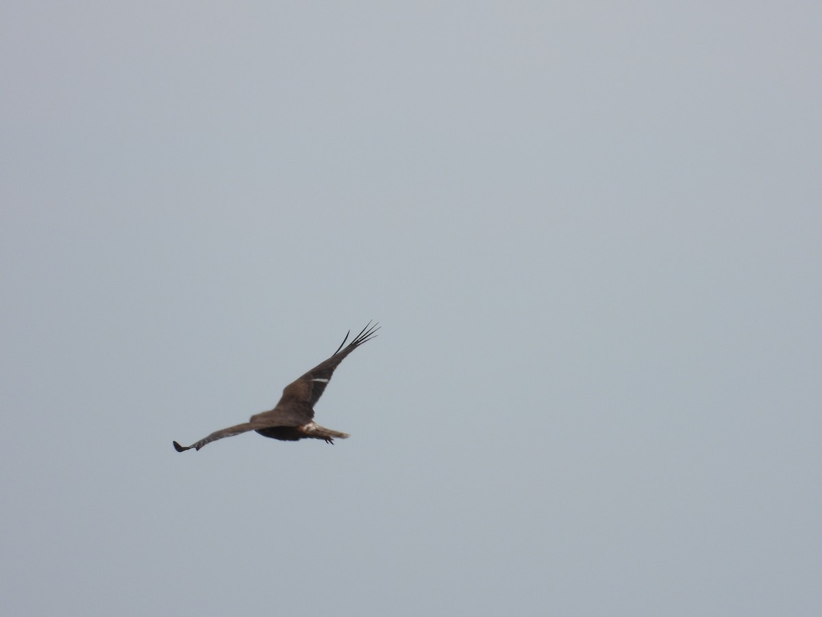 Swamp Harrier - ML646341866