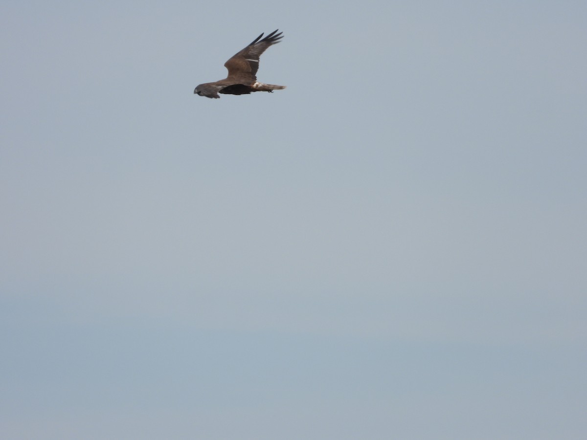 Swamp Harrier - ML646341867