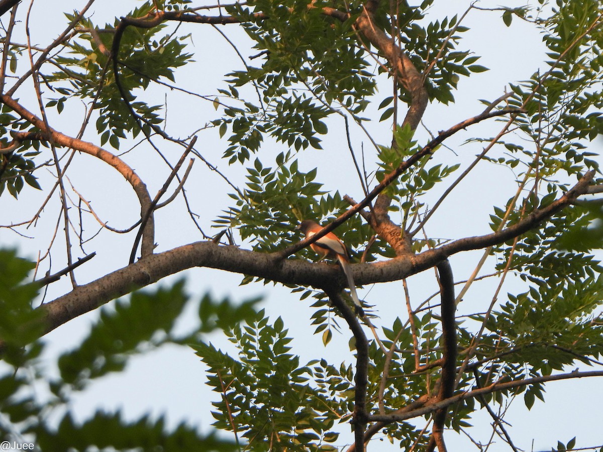 Rufous Treepie - ML646341868