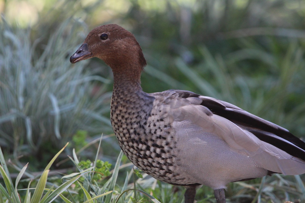 Maned Duck - ML646341869