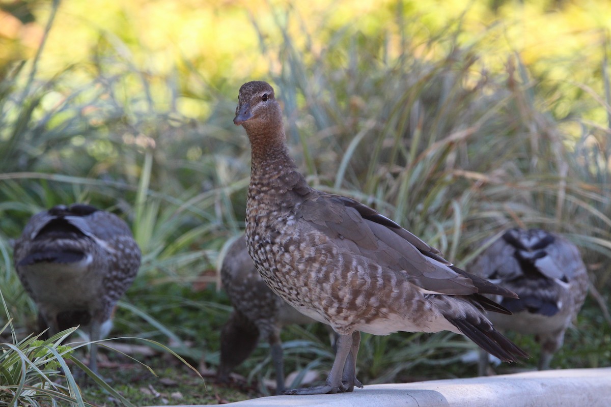 Maned Duck - ML646341871