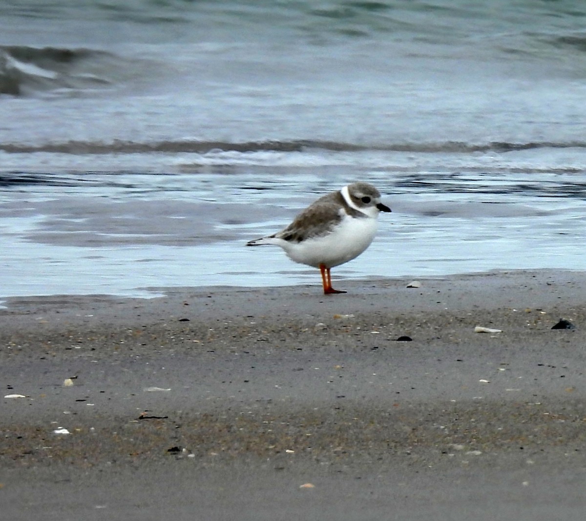 Piping Plover - ML646341873