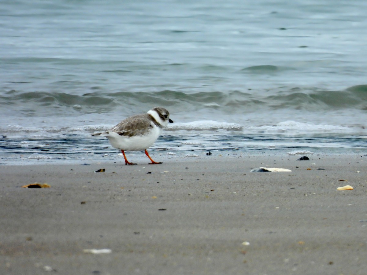Piping Plover - ML646341875