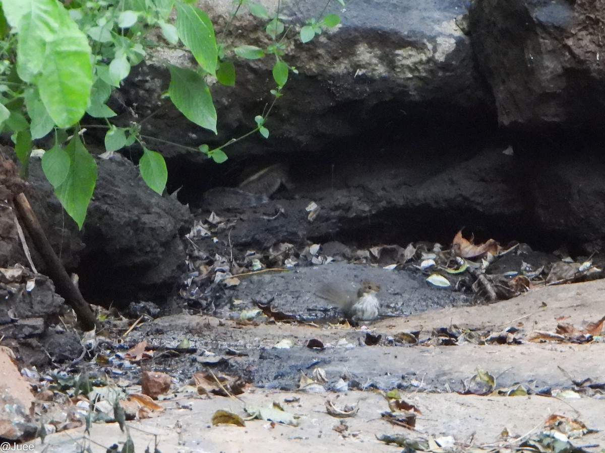 Puff-throated Babbler - ML646341878