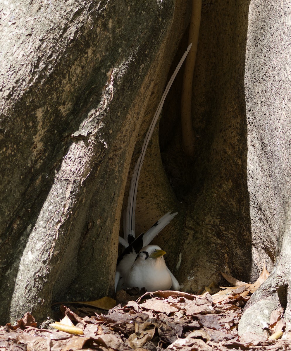 White-tailed Tropicbird - ML646341879
