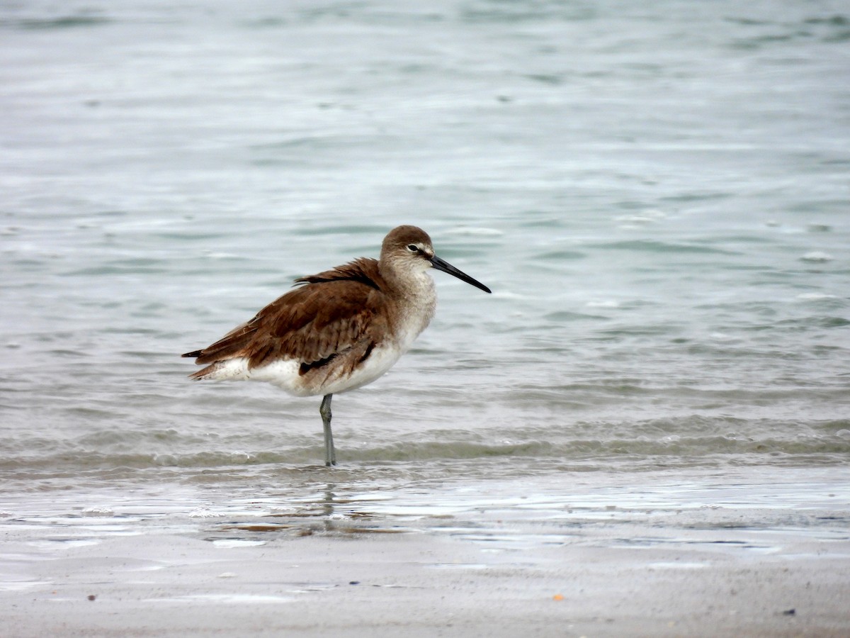 Willet - ML646341881